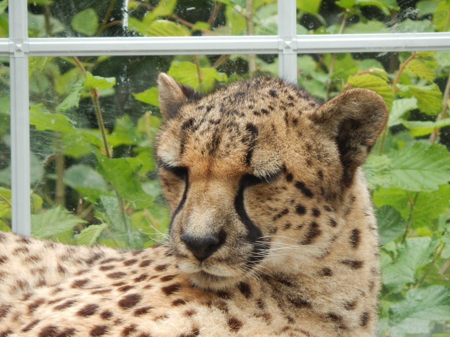 South African cheetah 050625