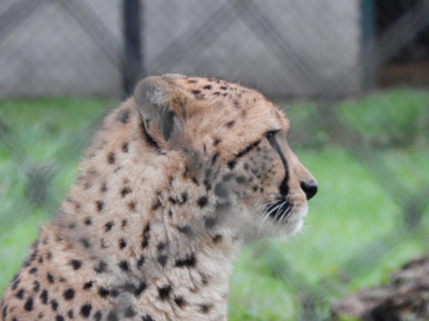 South African cheetah 091224
