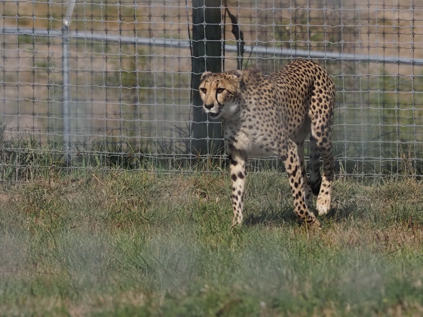 South African Cheetah 1