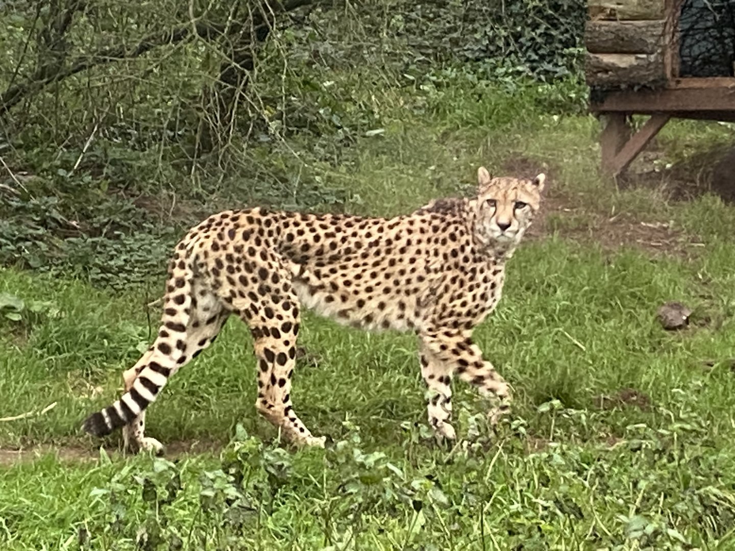 South African cheetah 111224