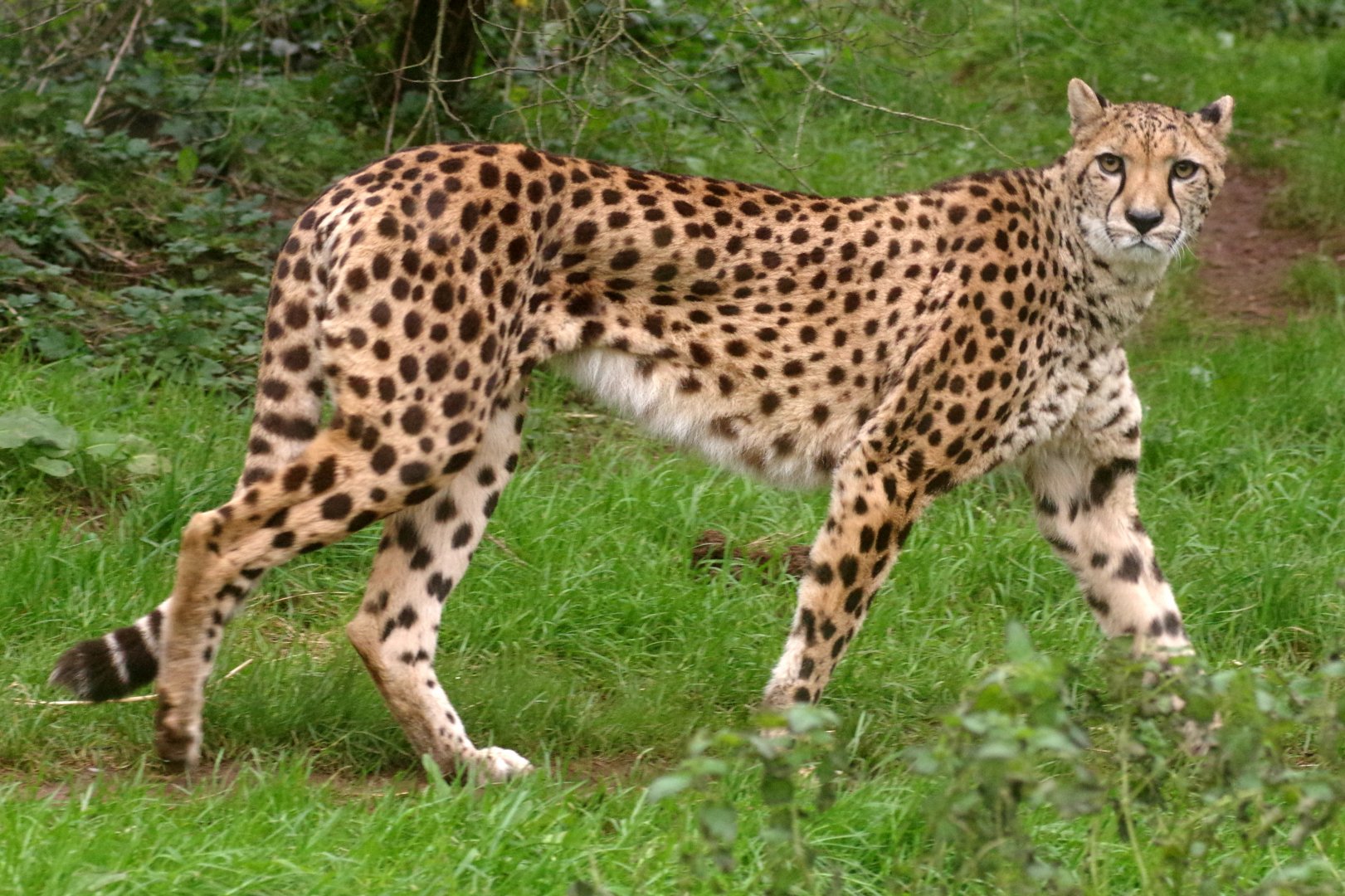 South African cheetah 111224