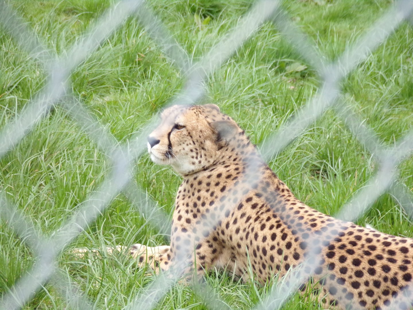 South African cheetah 12.4.24