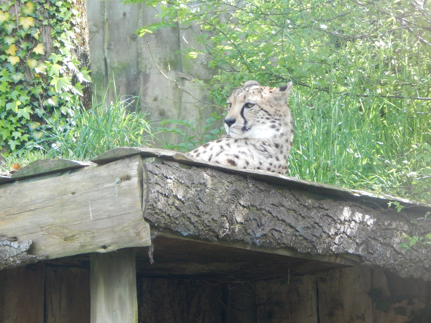 South African cheetah 170524