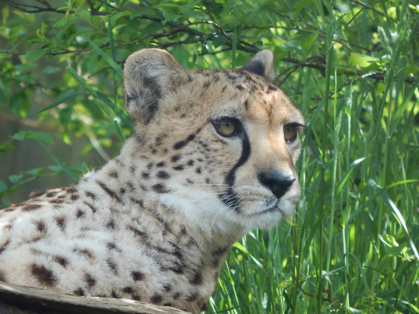 South African cheetah 170524
