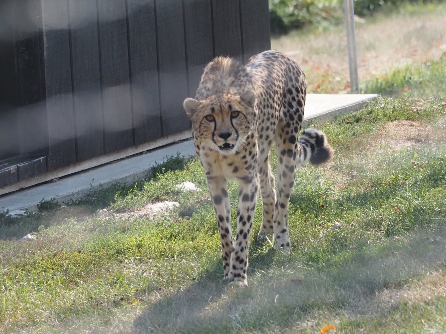 South African Cheetah 2