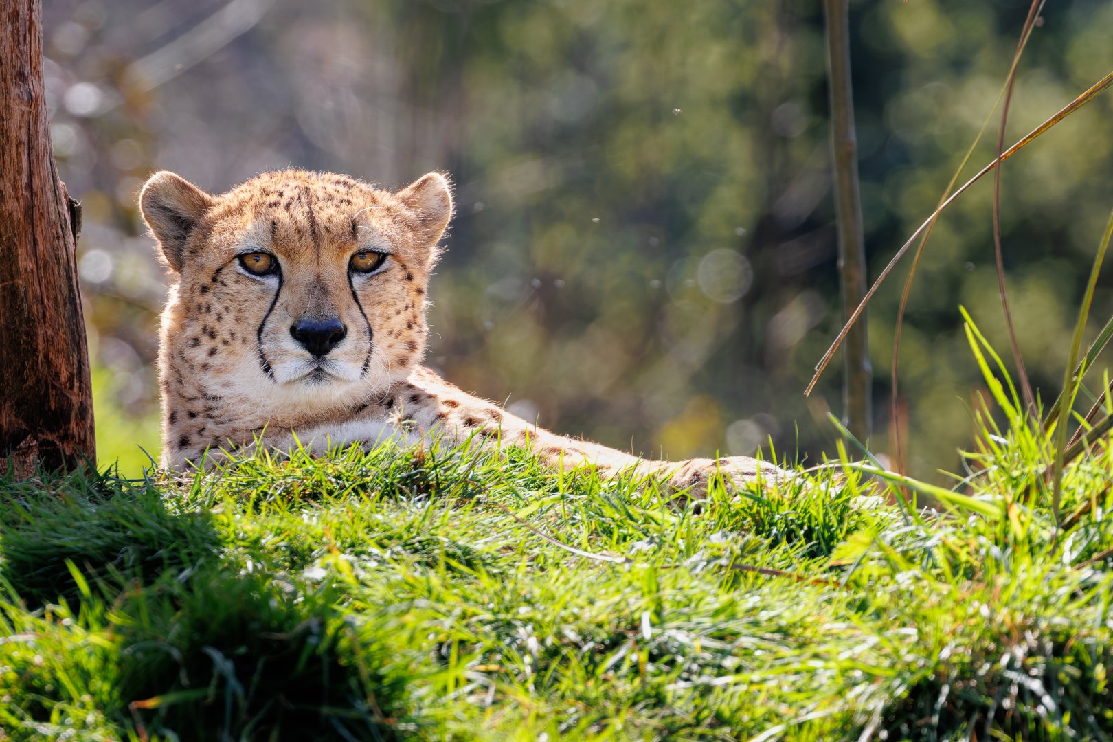 South African Cheetah / 23-3-22 / Dartmoor Zoo