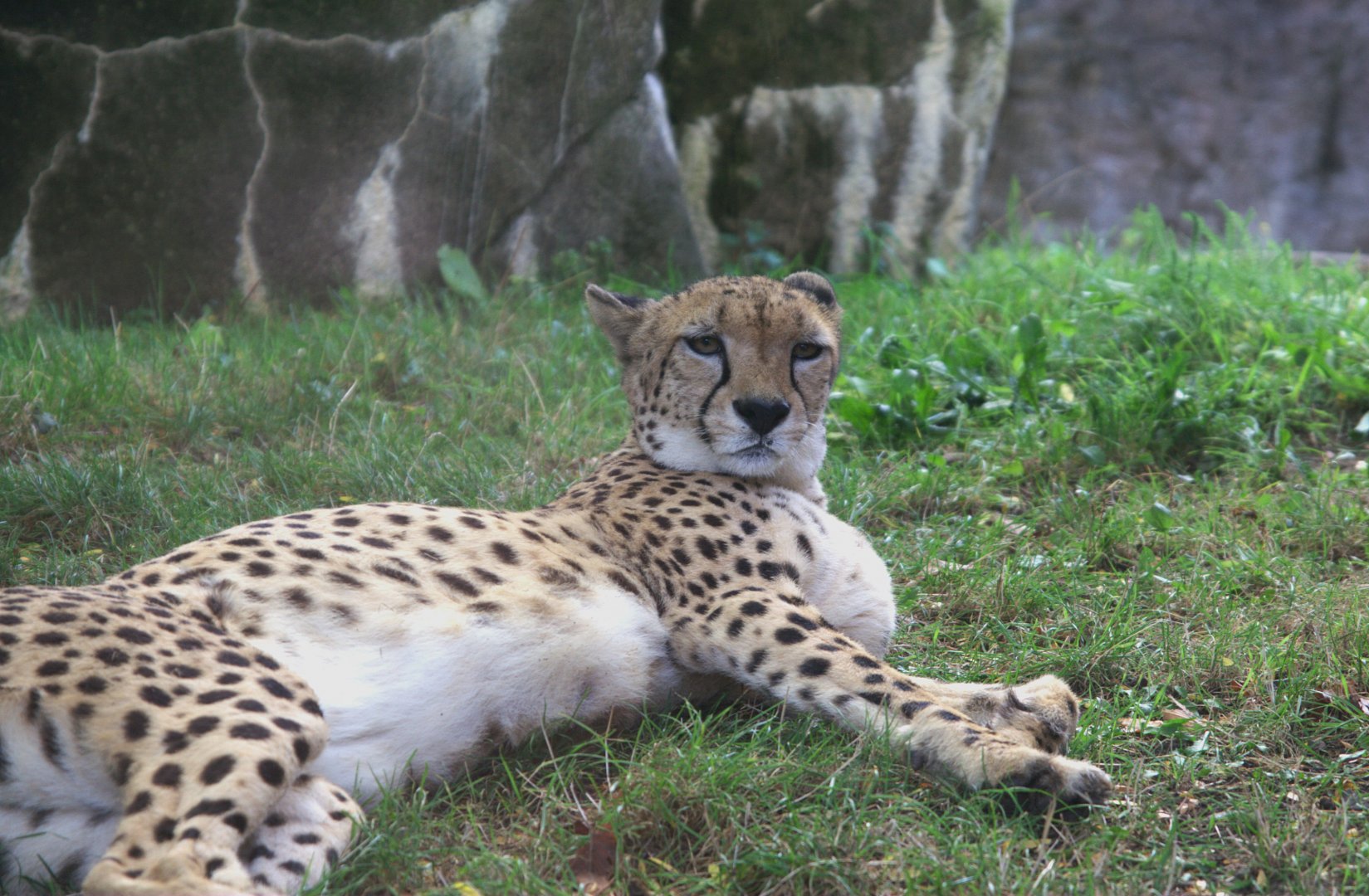 South African Cheetah (Acinonyx jubatus jubatus), 15-09-25