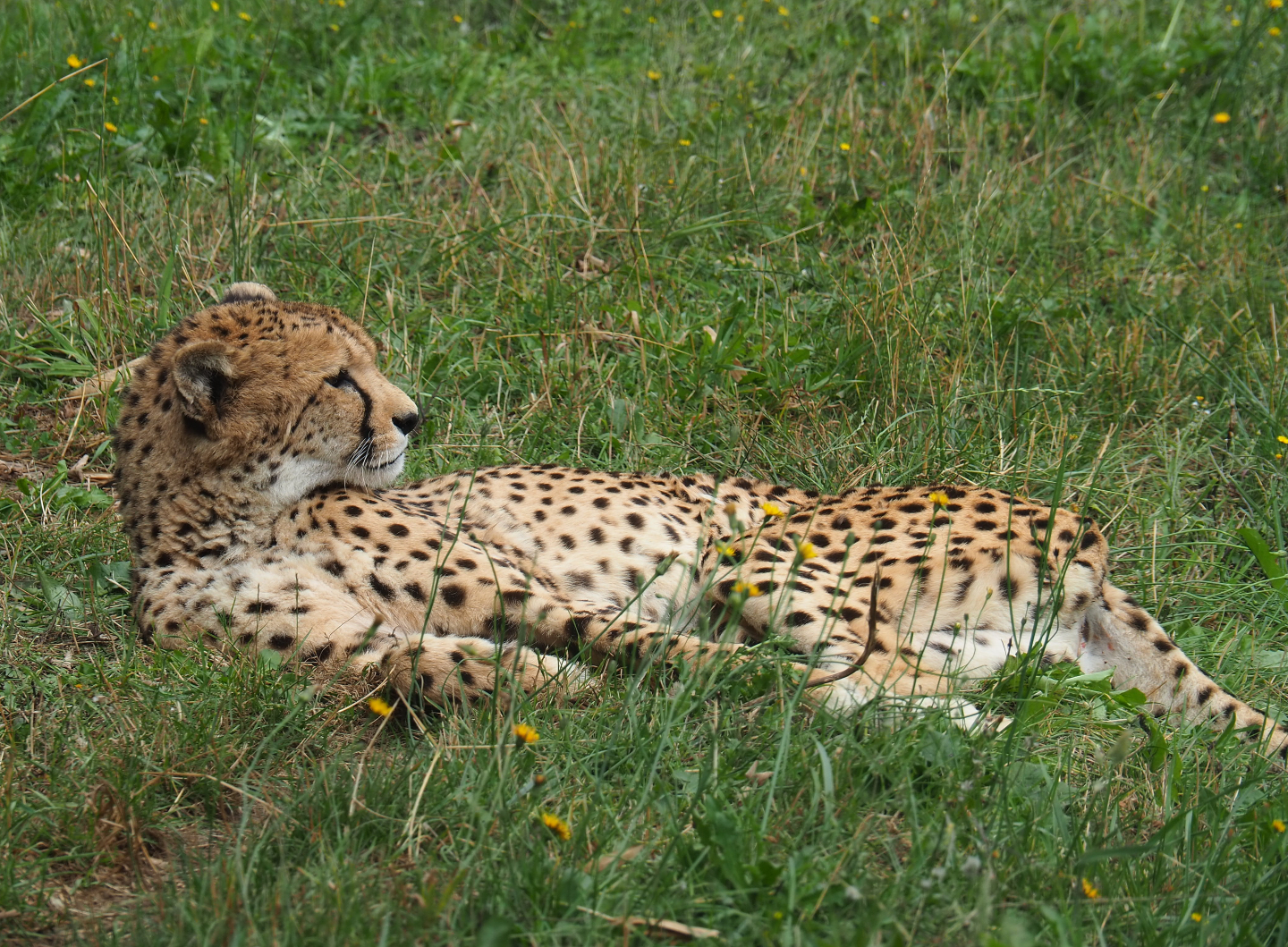 South African cheetah (Acinonyx jubatus jubatus), 2019-08-11