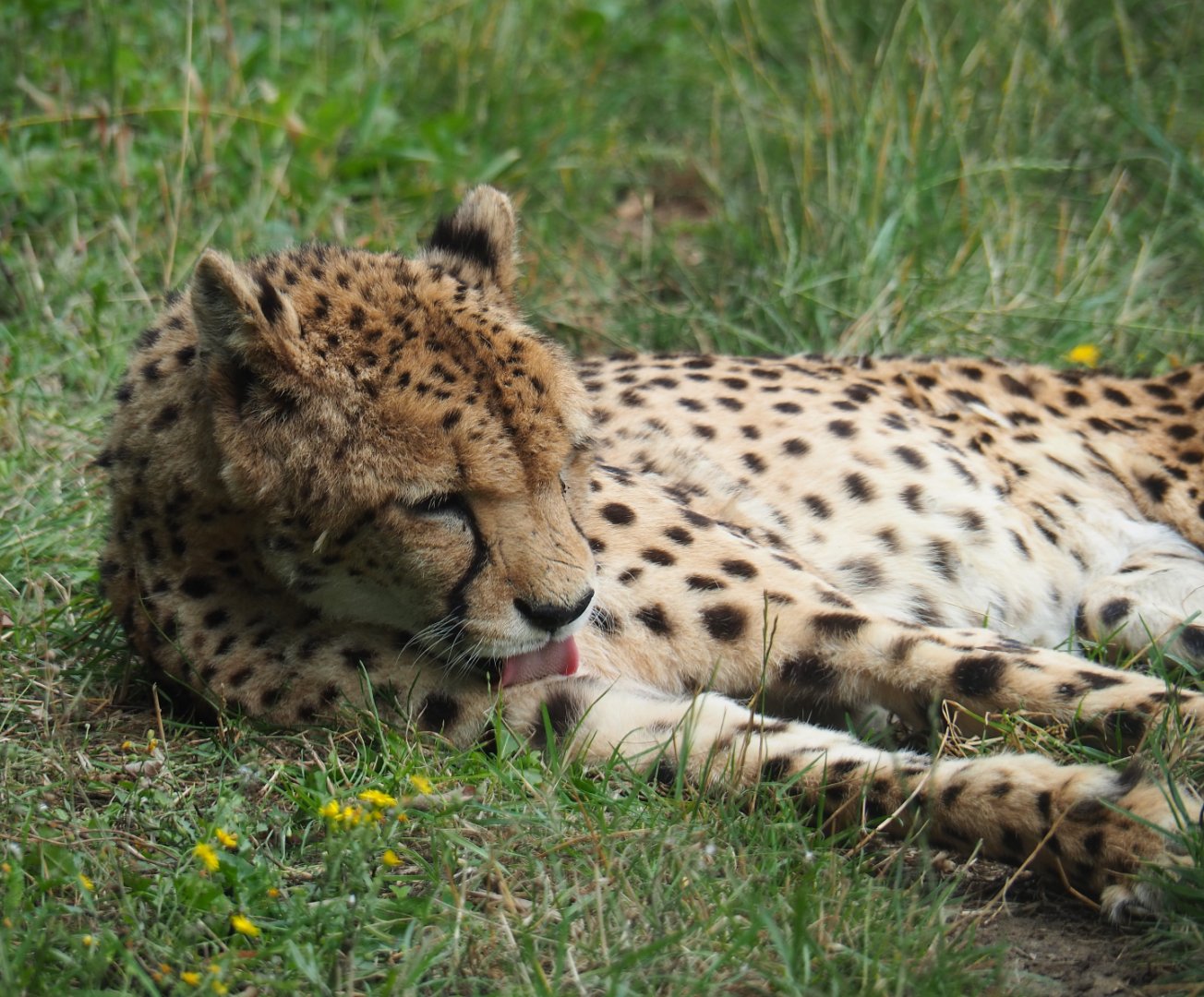 South African cheetah (Acinonyx jubatus jubatus), 2019-08-11