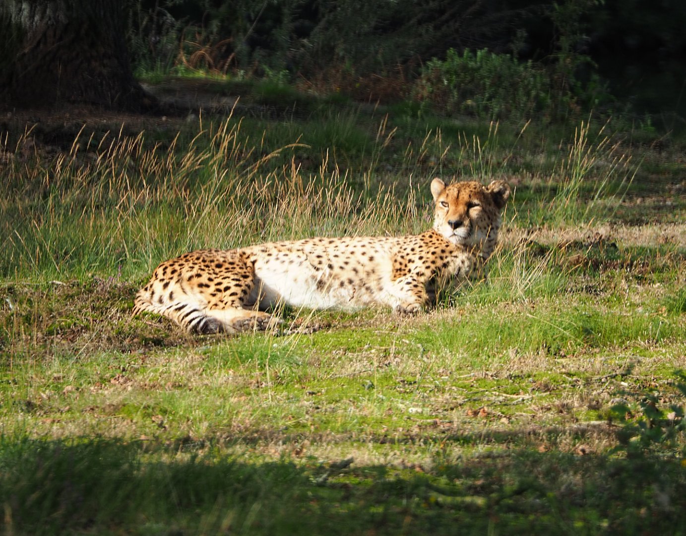 South African cheetah (Acinonyx jubatus jubatus), 2019-09-15