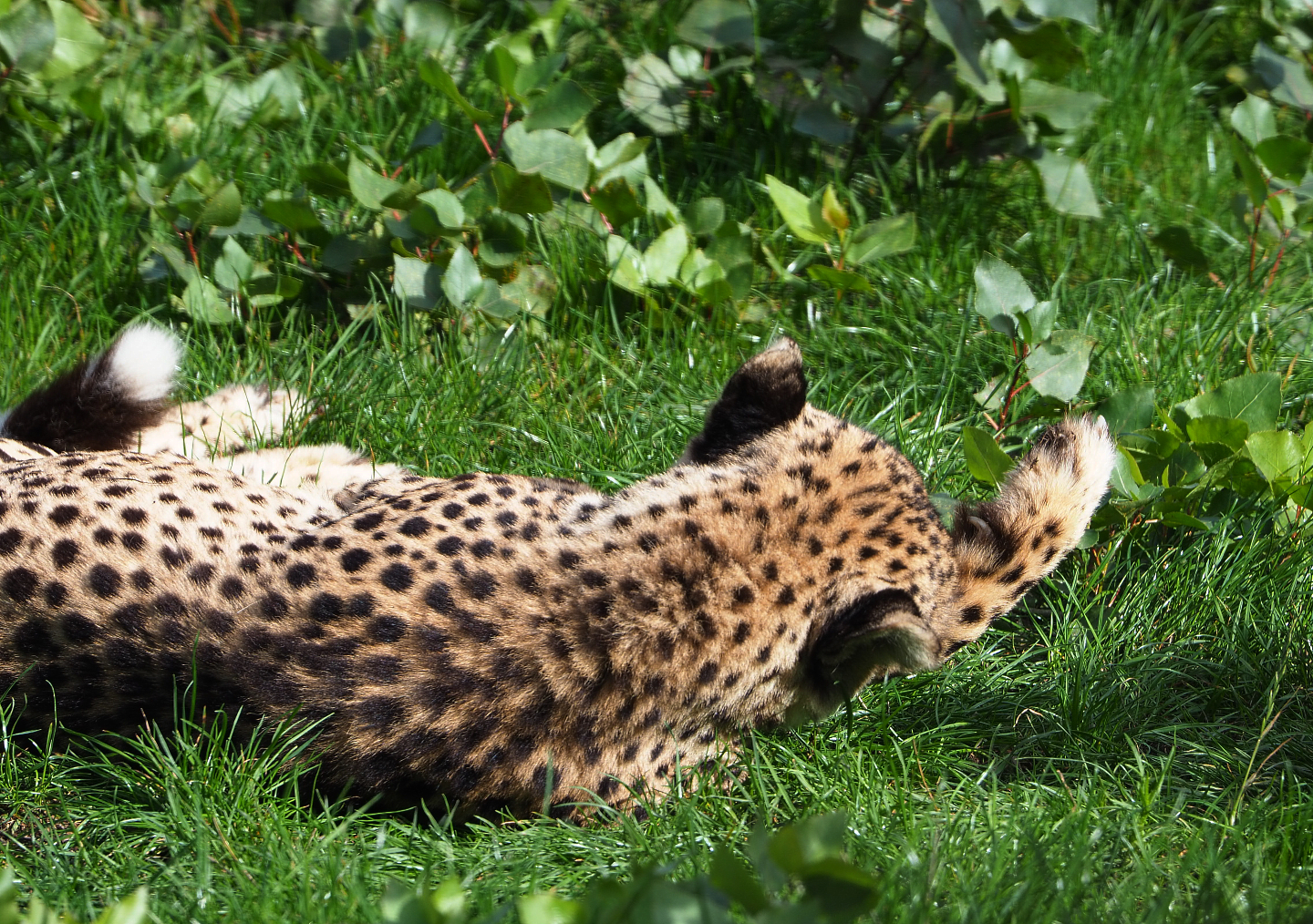 South African cheetah (Acinonyx jubatus jubatus), 2019-10-04