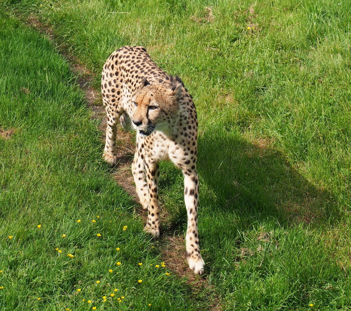 South African cheetah (Acinonyx jubatus jubatus), 2021-06-15