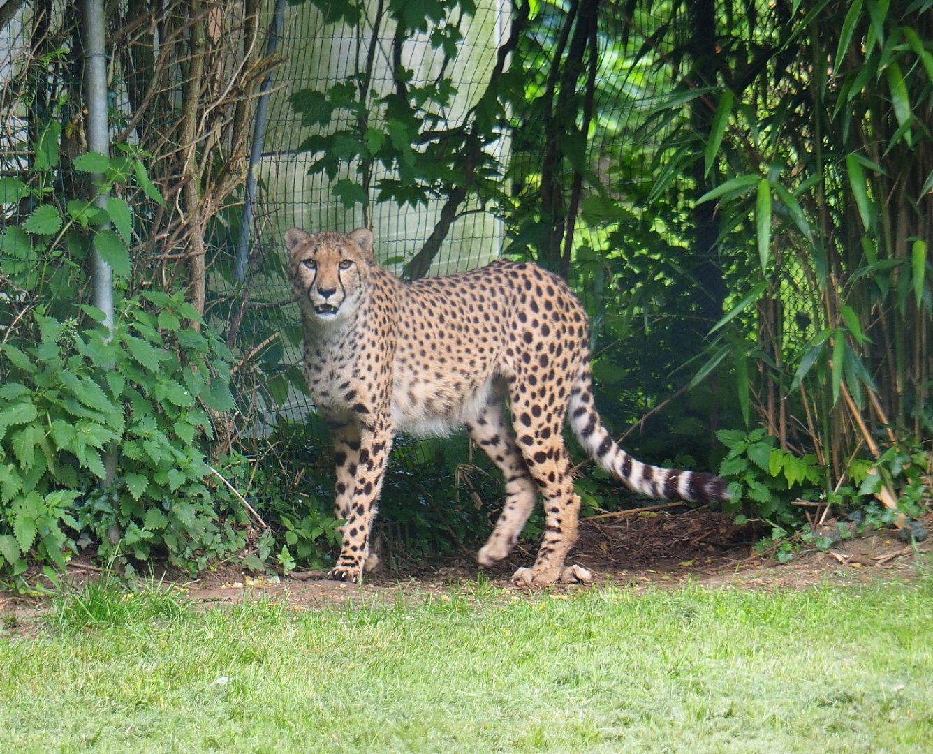 South African cheetah (Acinonyx jubatus jubatus), 2021-06-15
