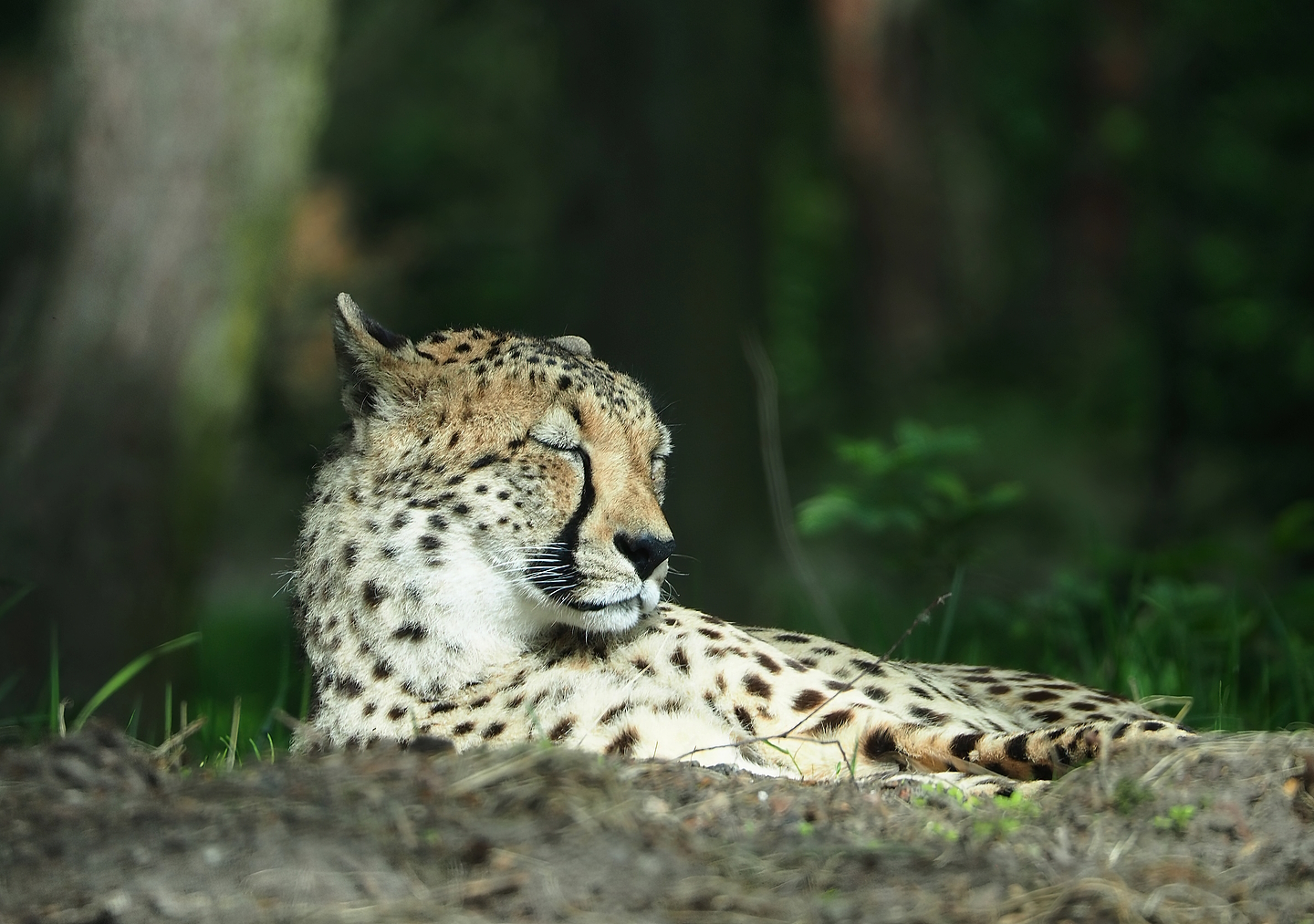 South African cheetah (Acinonyx jubatus jubatus), 2022-06-12