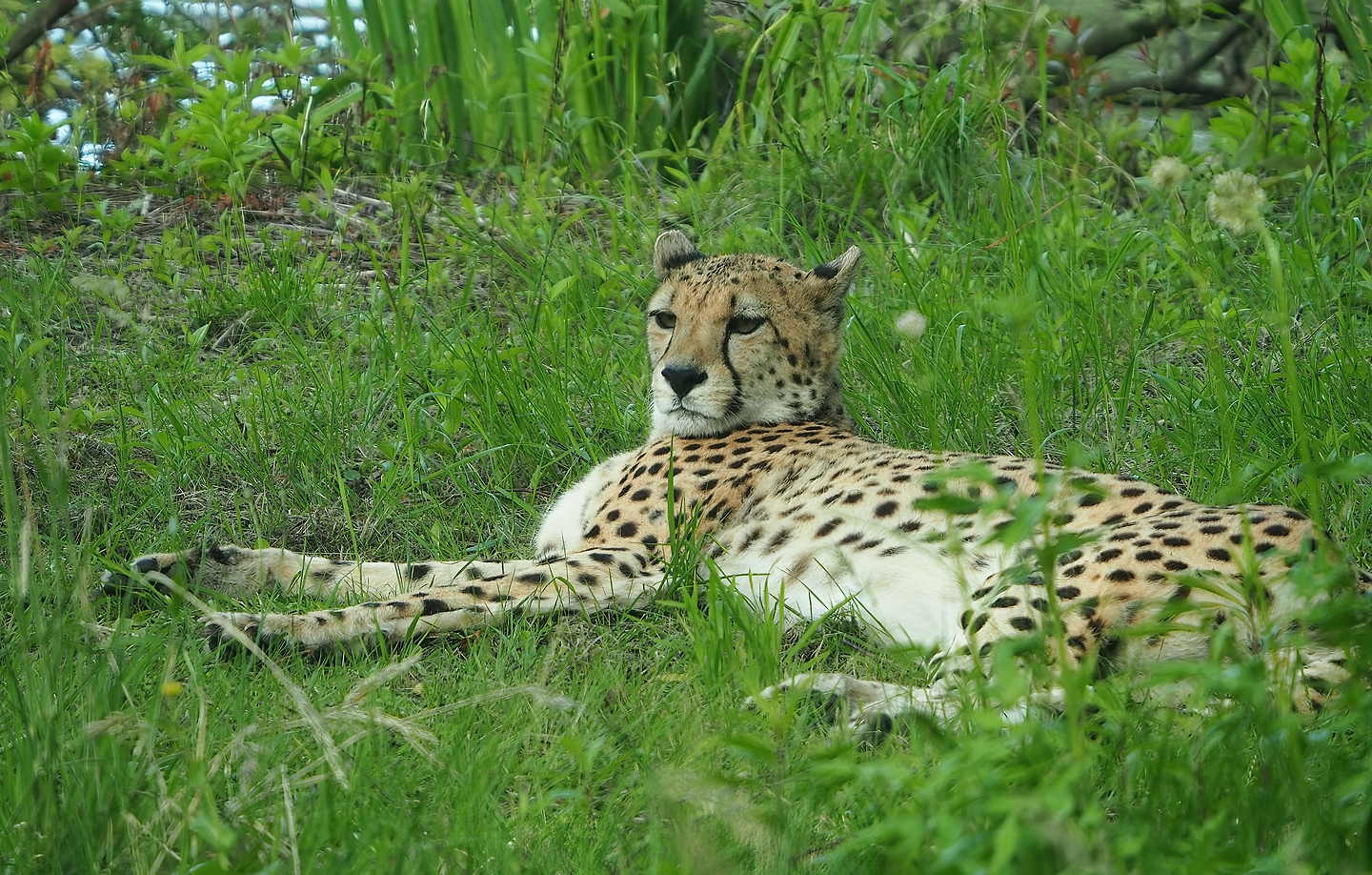 South African cheetah (Acinonyx jubatus jubatus), 2022-06-12