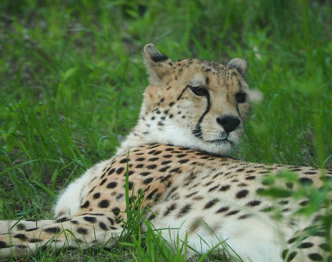 South African cheetah (Acinonyx jubatus jubatus), 2022-06-12
