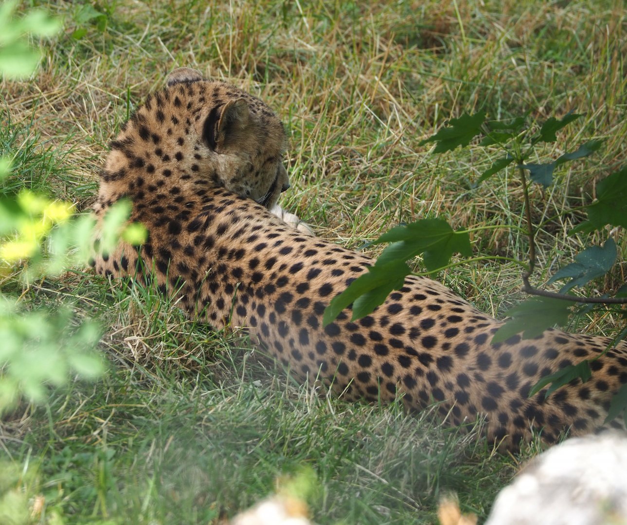 South African cheetah (Acinonyx jubatus jubatus), 2022-06-28