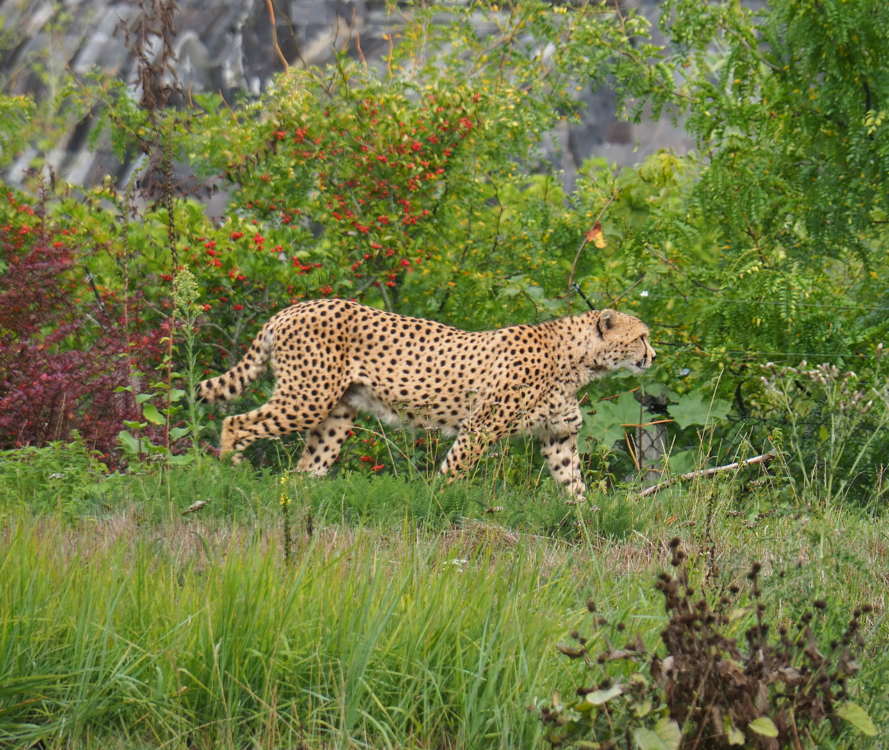 South African cheetah (Acinonyx jubatus jubatus), 2022-09-15