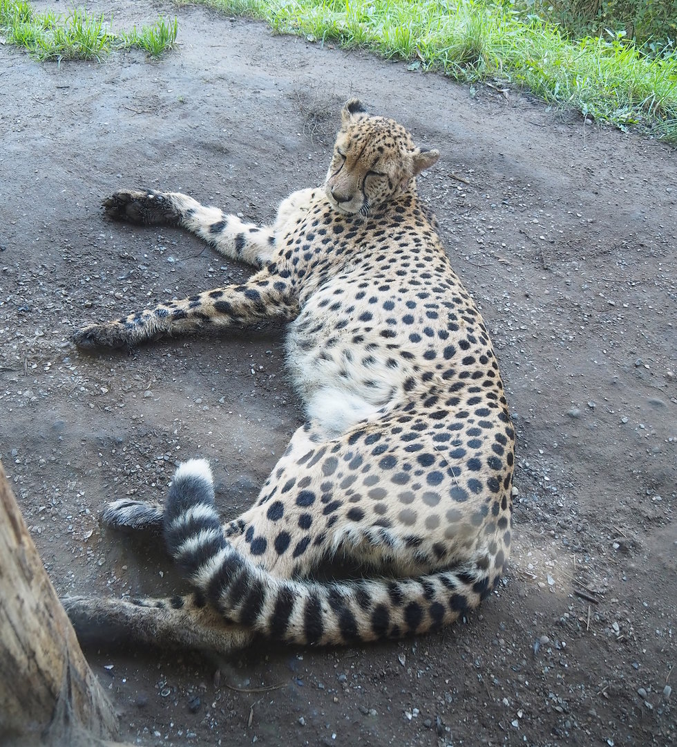 South African cheetah (Acinonyx jubatus jubatus), 2022-10-09