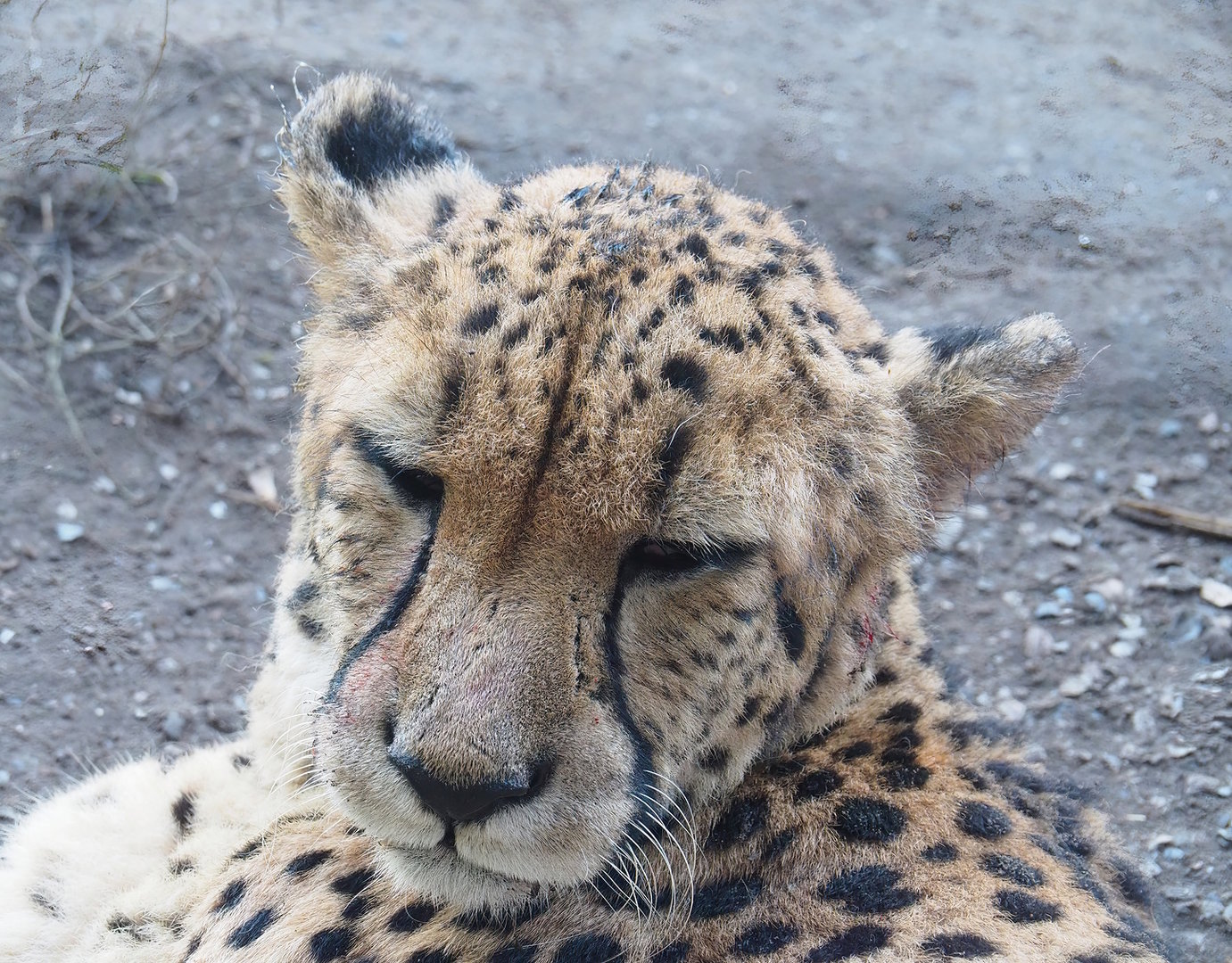 South African cheetah (Acinonyx jubatus jubatus), 2022-10-09