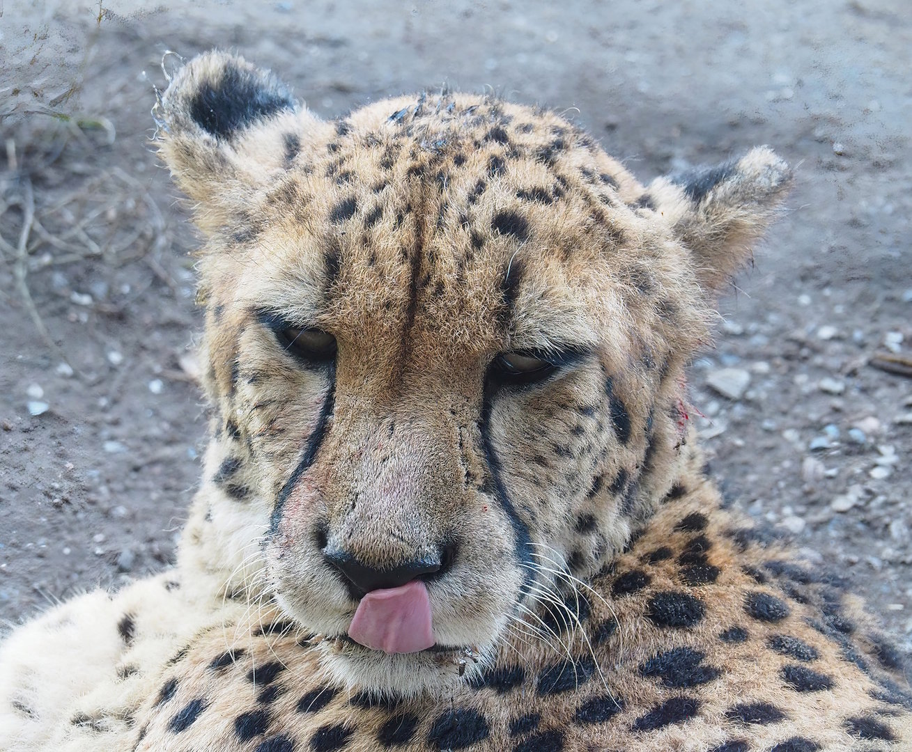 South African cheetah (Acinonyx jubatus jubatus), 2022-10-09