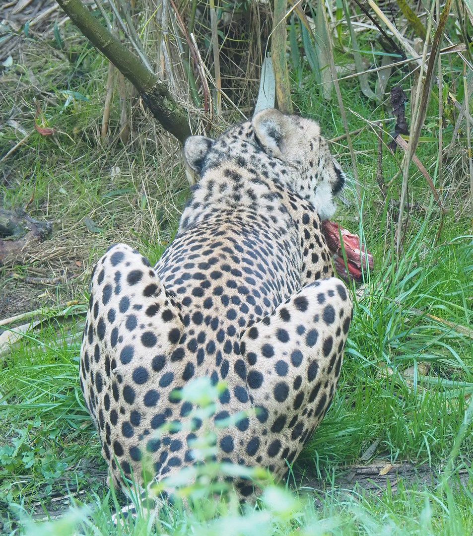 South African cheetah (Acinonyx jubatus jubatus), 2022-10-09