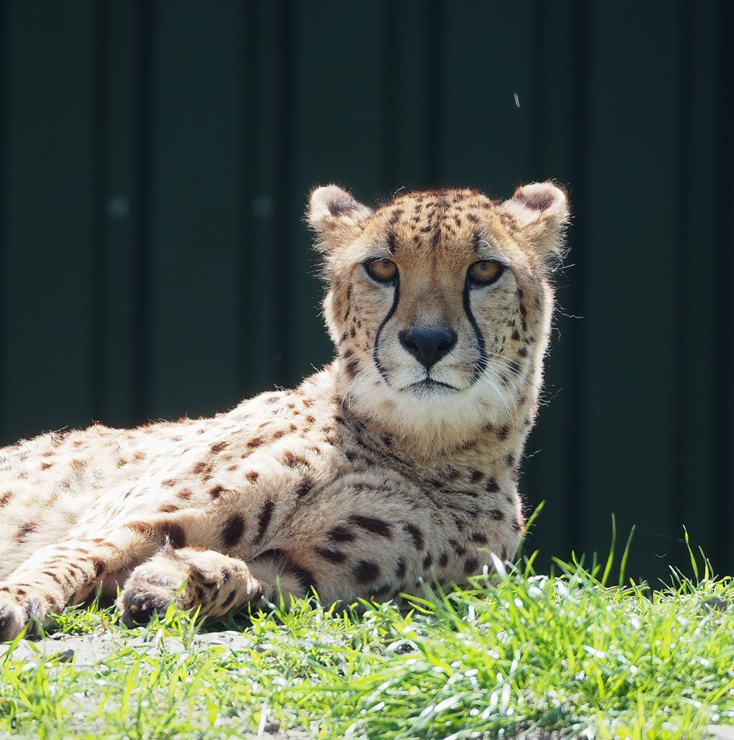 South African cheetah (Acinonyx jubatus jubatus), 2023-04-30