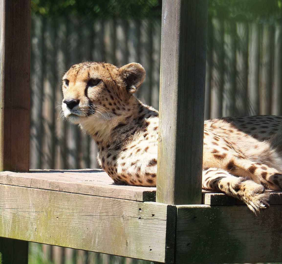 South African cheetah (Acinonyx jubatus jubatus), 2023-05-19