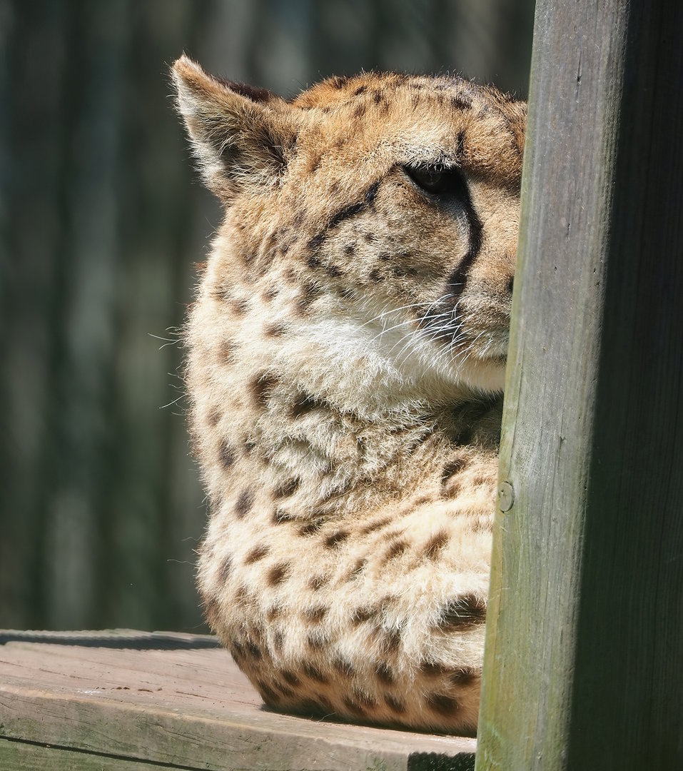South African cheetah (Acinonyx jubatus jubatus), 2023-05-19