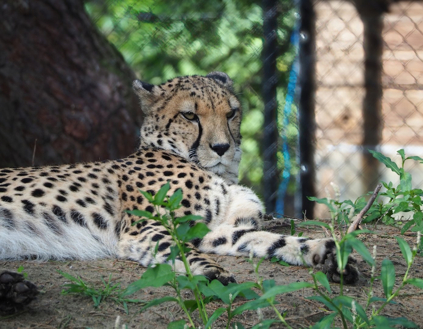 South African cheetah (Acinonyx jubatus jubatus), 2023-08-15