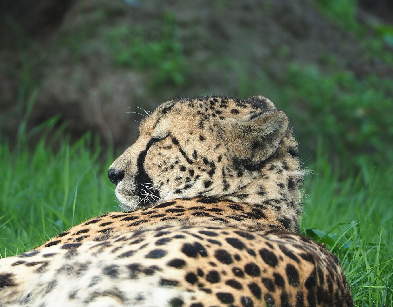 South African cheetah (Acinonyx jubatus jubatus), 2023-08-15