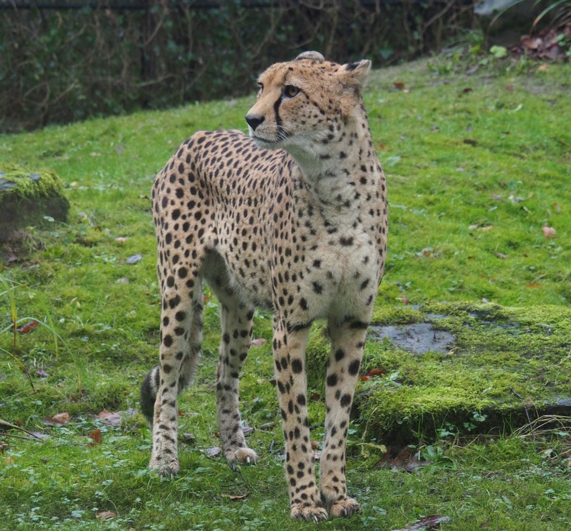 South African cheetah (Acinonyx jubatus jubatus), 2024-01-01