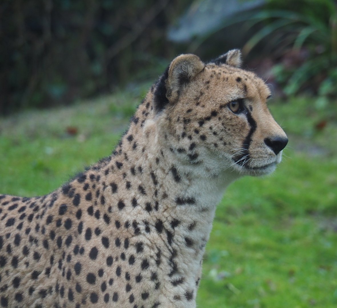 South African cheetah (Acinonyx jubatus jubatus), 2024-01-01