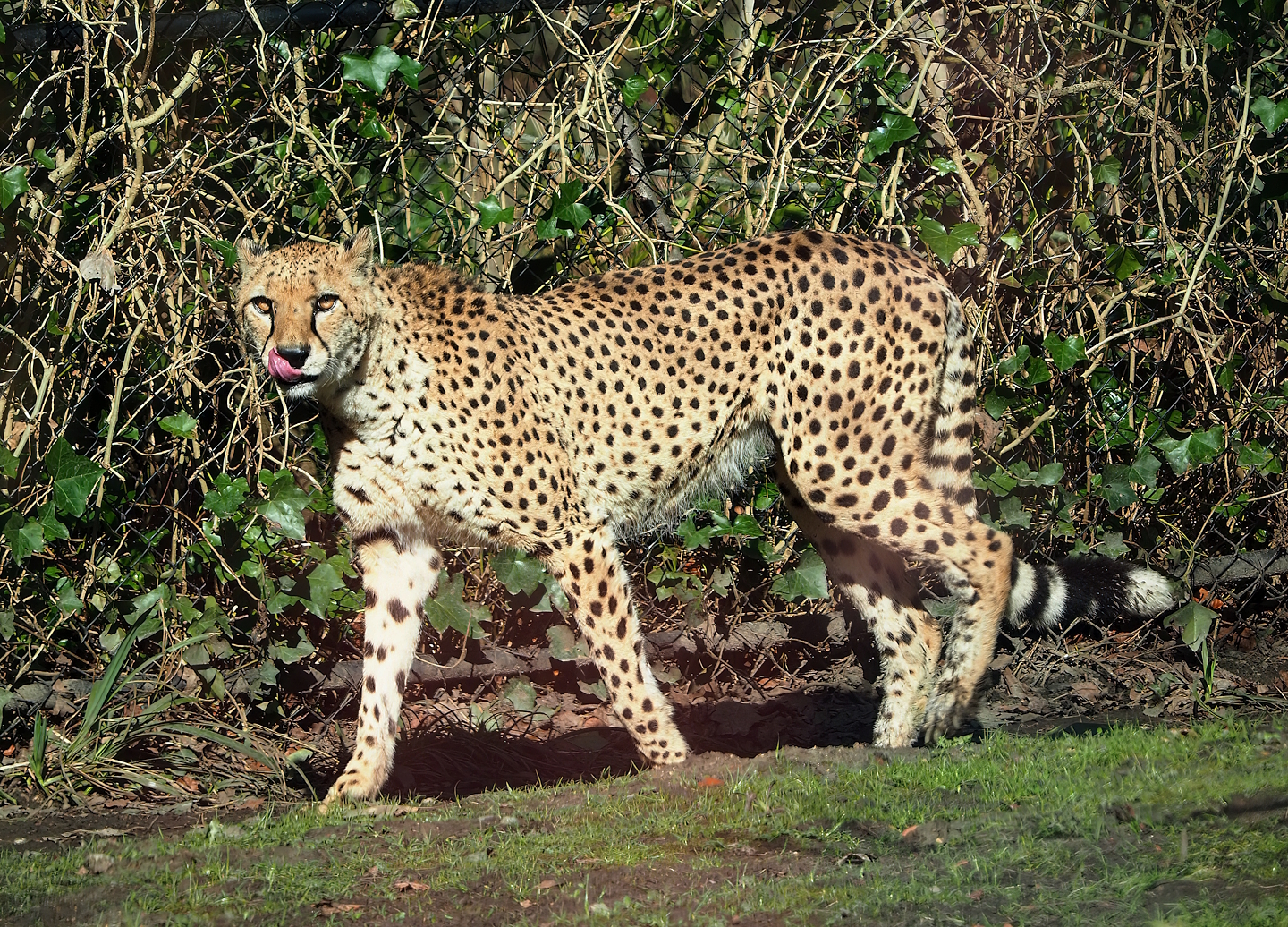South African cheetah (Acinonyx jubatus jubatus), 2024-03-04
