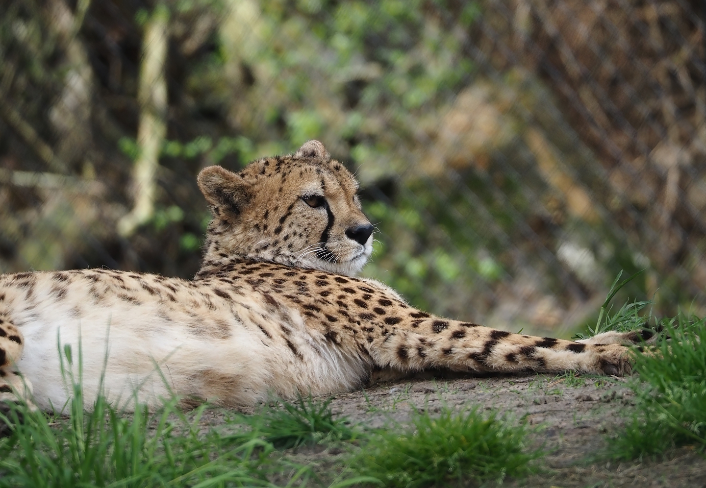 South African cheetah (Acinonyx jubatus jubatus), 2024-04-06