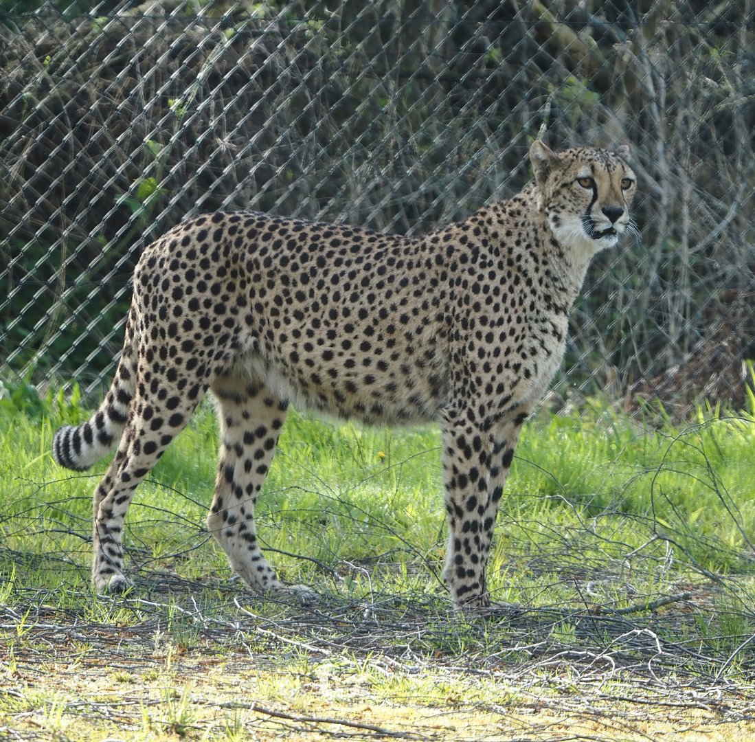 South African cheetah (Acinonyx jubatus jubatus), 2024-04-06