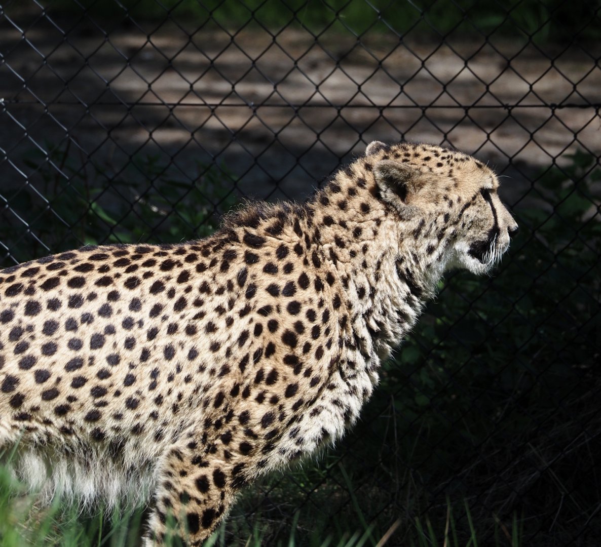 South African cheetah (Acinonyx jubatus jubatus), 2025-04-30