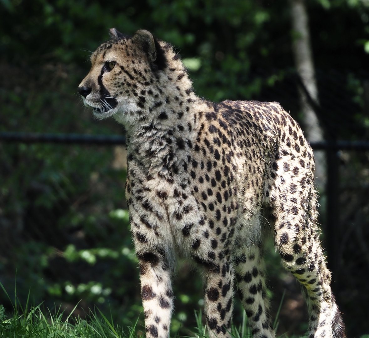 South African cheetah (Acinonyx jubatus jubatus), 2025-04-30