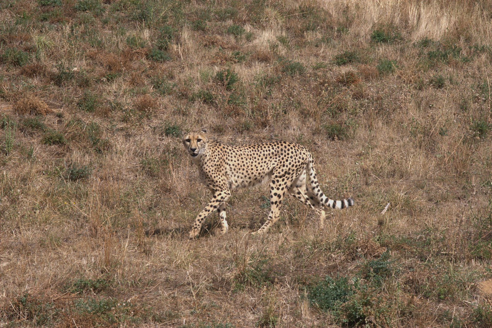 South African Cheetah (Acinonyx jubatus jubatus), 27-08-25