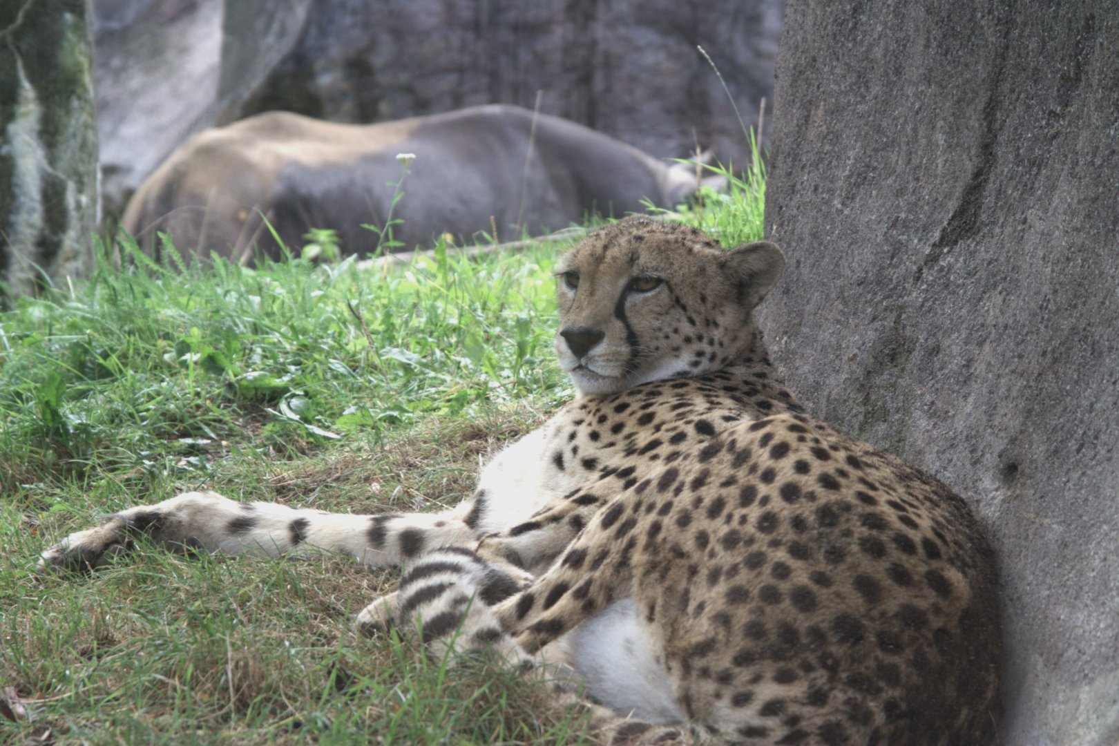 South African Cheetah (Acinonyx jubatus jubatus) and Eastern Black Rhinoceros (Diceros bicornis michaeli), 15-09-25