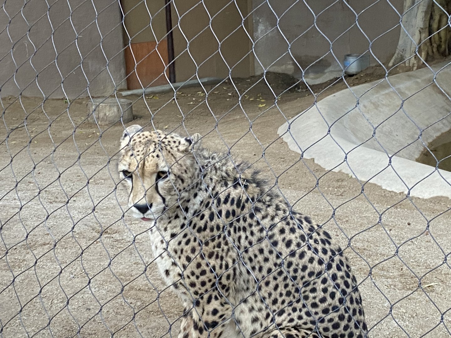 South African Cheetah (Acinonyx jubatus jubatus) - Urban Jungle