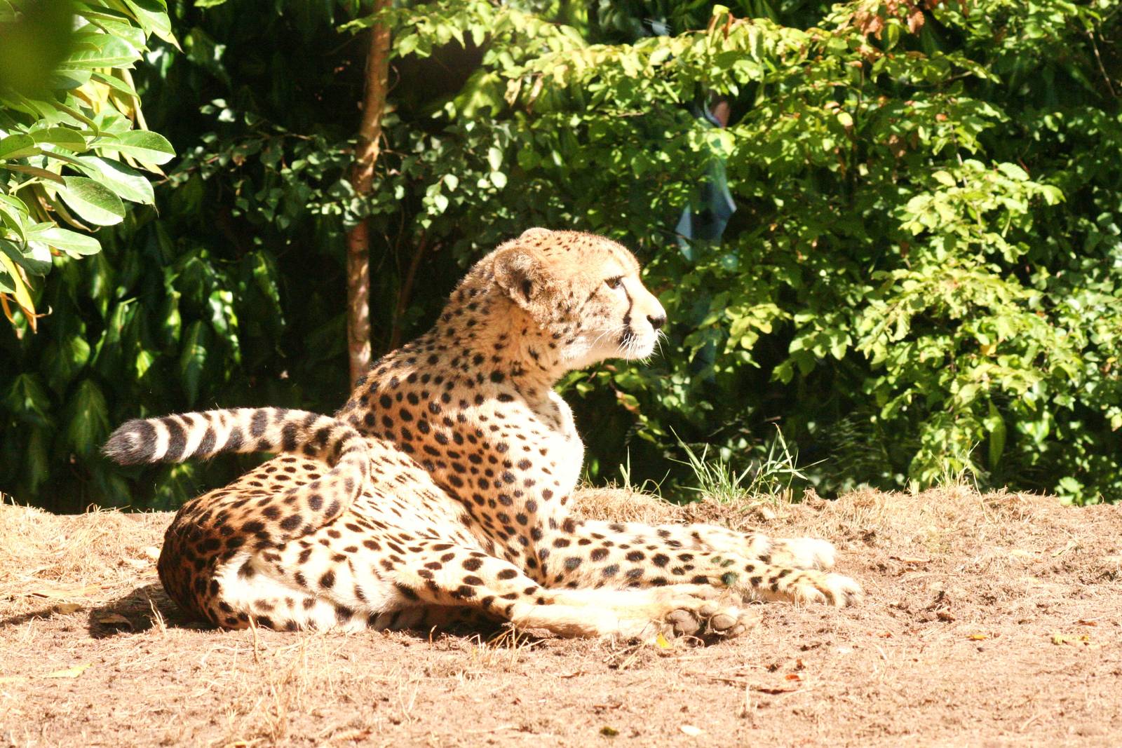 South African Cheetah (Acinonyx jubatus jubatus)
