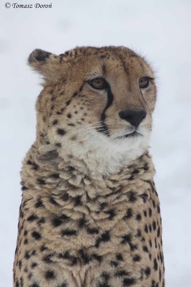 South African cheetah (Acinonyx jubatus jubatus)