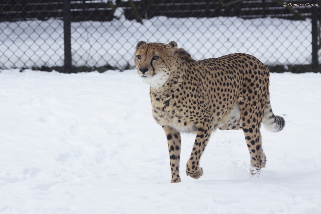 South African cheetah (Acinonyx jubatus jubatus)