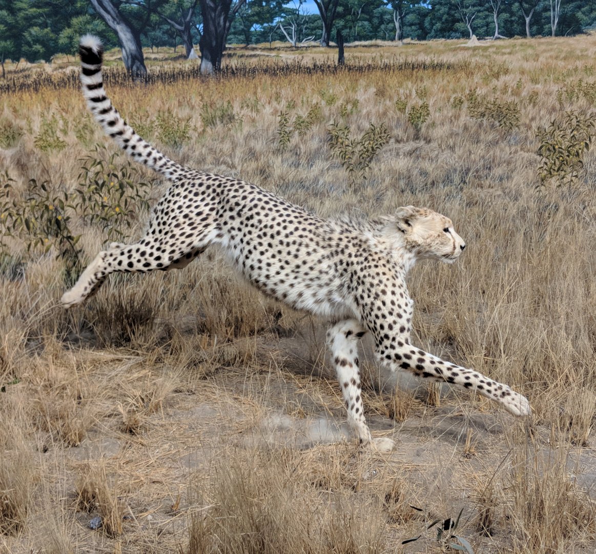South African cheetah (Acinonyx jubatus jubatus)