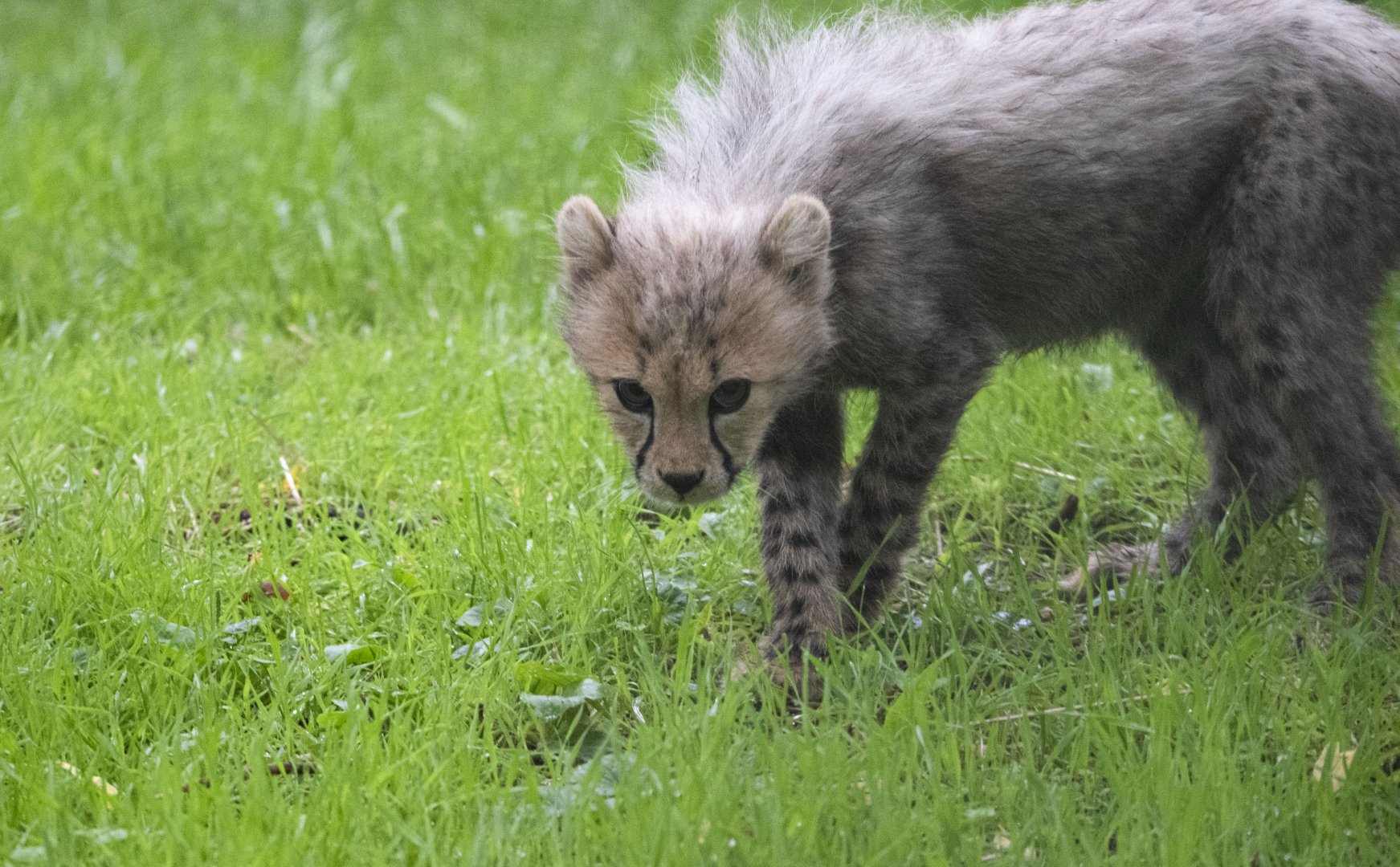 South African cheetah (Acinonyx jubatus jubatus)