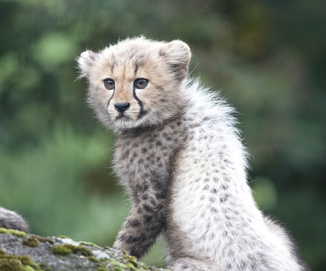 South African cheetah (Acinonyx jubatus jubatus)