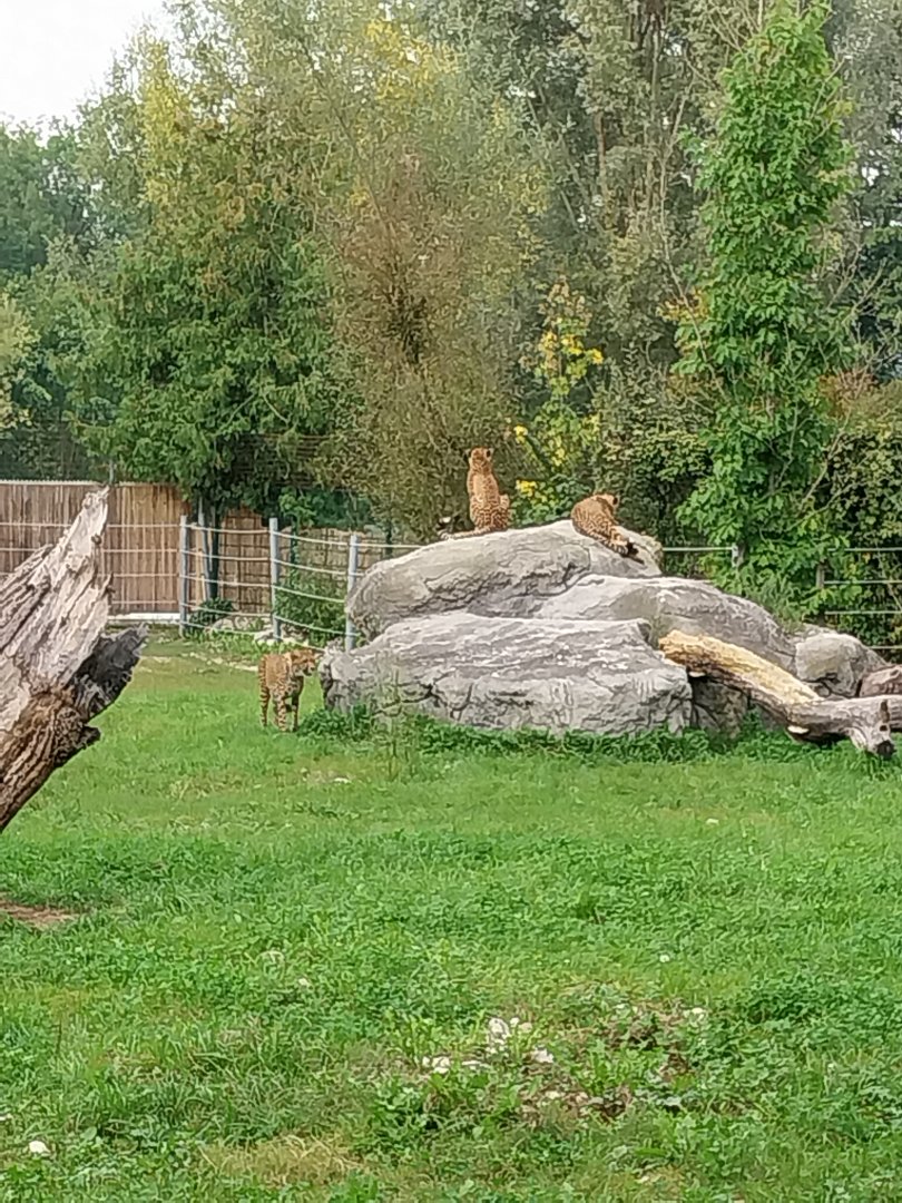 South African cheetah (Acinonyx jubatus jubatus)