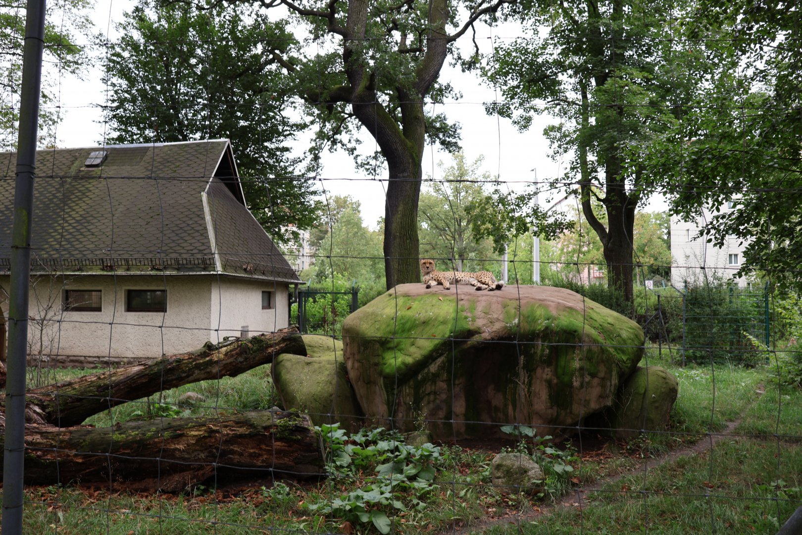 South African Cheetah (Acinonyx jubatus jubatus)