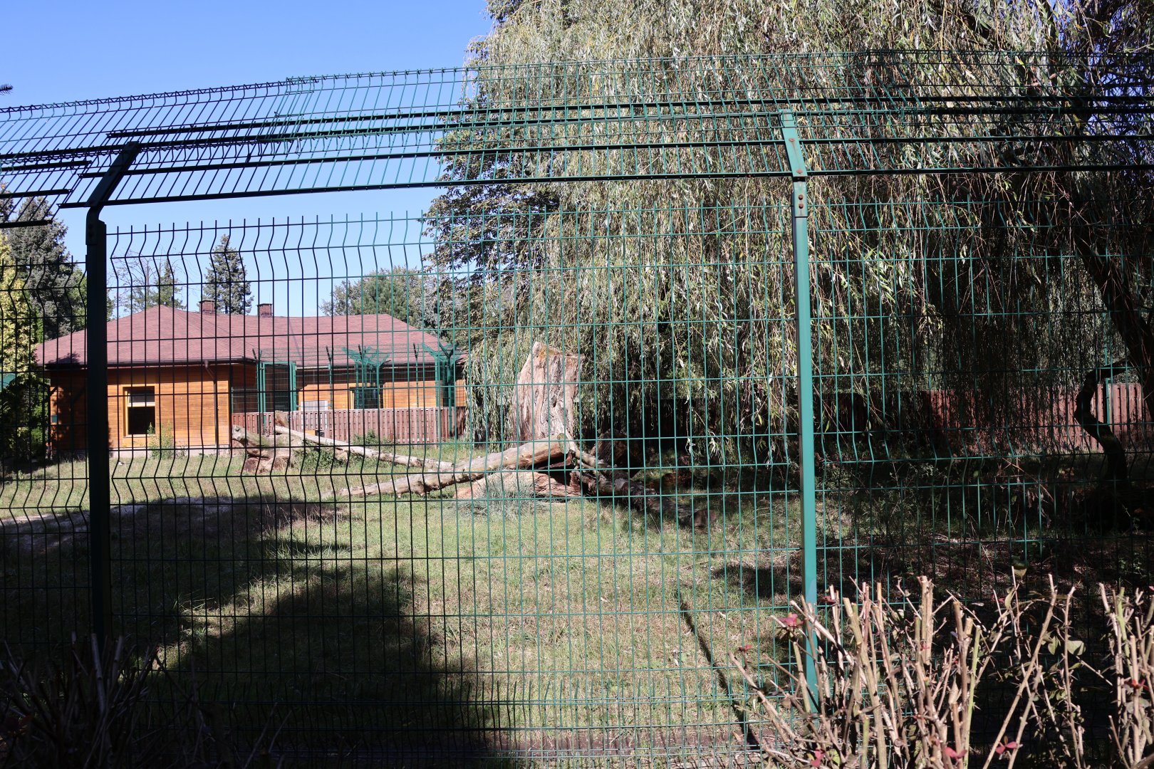 South African Cheetah (Acinonyx jubatus jubatus)